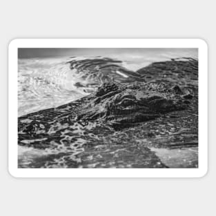 Headshot of the Alligator black and white Sticker